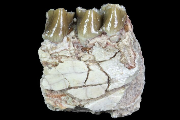 Oreodont (Leptauchenia) Jaw Section - South Dakota #91086